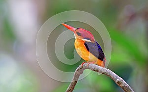 Oriental dwarf kingfisher ,Bird in Thailand.cute small bird