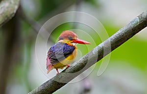 Oriental Dwarf Kingfisher Black backed Kingfisher Ceyx Lacepede