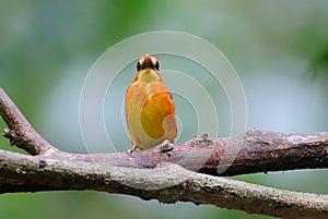 Oriental Dwarf Kingfisher Ceyx erithaca Beautiful Birds of Thailand perching on the tree