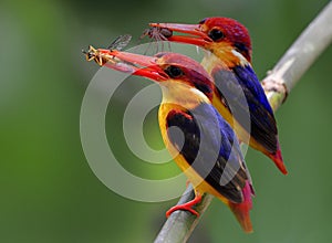 Oriental dwarf kingfisher Ceyx erithaca or Black-backed kingfisher, a beautiful tiny orange bird with dark wings carrying spider