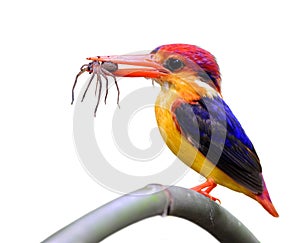 Oriental dwarf kingfisher Ceyx erithaca Black-backed kingfisher,beautiful tiny orange bird carrying spider in his mouth standing