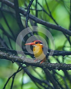 A Oriental Dwarf Kingfisher Ceyx erithaca sitting on a branch in the rains at Karnala in Maharashtra, India