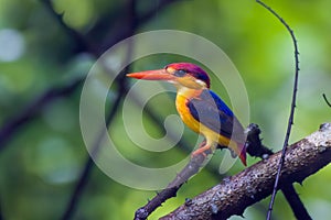 A Oriental Dwarf Kingfisher Ceyx erithaca sitting on a branch in the rains at Karnala in Maharashtra, India