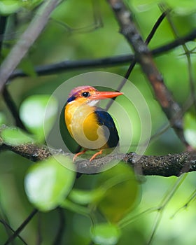 A Oriental Dwarf Kingfisher Ceyx erithaca sitting on a branch in the rains at Karnala in Maharashtra, India