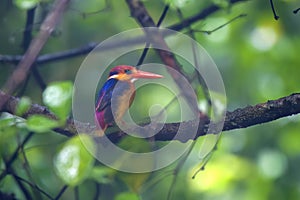 A Oriental Dwarf Kingfisher Ceyx erithaca sitting on a branch in the rains at Karnala in Maharashtra, India