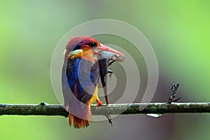 Oriental dwarf kingfisher Ceyx erithaca or three-toed kingfisher with skink kill seen at Chiplun in Maharashtra