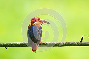 Oriental dwarf kingfisher Ceyx erithaca or three-toed kingfisher with skink kill seen at Chiplun in Maharashtra