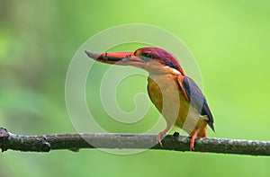 Oriental dwarf kingfisher Ceyx erithaca or three-toed kingfisher with skink kill seen at Chiplun in Maharashtra
