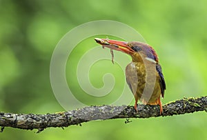 Oriental Dwarf Kingfisher with Grog Kill in his mouth at Chiplun,Maharashtra,India