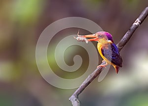 Oriental Dwarf Kingfisher with a kill photo