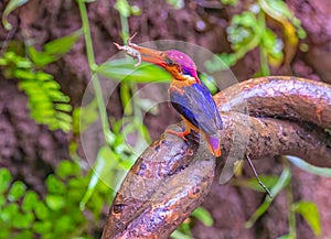 Oriental Dwarf Kingfisher with a kill photo