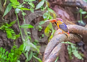 A Oriental Dwarf kingfisher with a kill photo