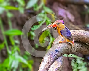A oriental Dwarf Kingfisher with a kill photo
