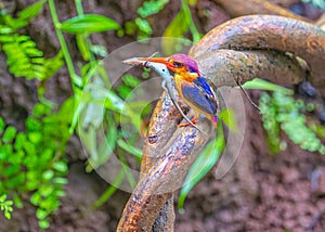 Oriental Dwarf kingfisher with a lizard photo