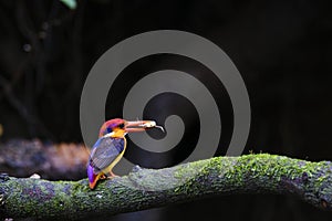Oriental dwarf kingfisher ODKF