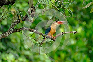 Oriental dwarf kingfisher perching on tree branch