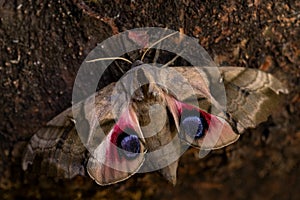 Oriental eyed hawkmoth - Smerinthus planus