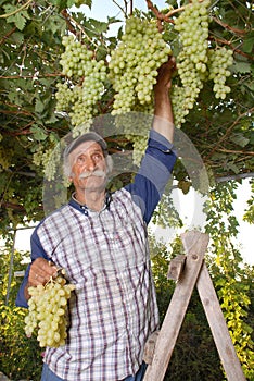 Oriental farmer vintner is harvesting white grape