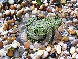 Oriental fire bellied toad