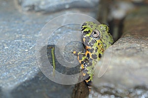 Oriental fire-bellied toad