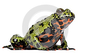 Oriental Fire-bellied Toad, Bombina orientalis