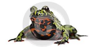 Oriental Fire-bellied Toad, Bombina orientalis