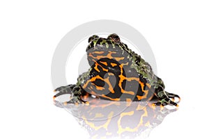 Oriental Fire-bellied Toad, Bombina orientalis, in front of white background