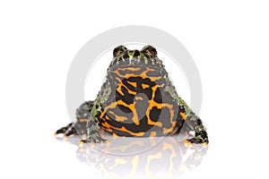 Oriental Fire-bellied Toad, Bombina orientalis, in front of white background