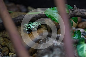 Oriental Fire-bellied Toad