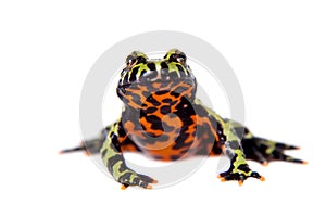 Oriental Fire-bellied Toad, Bombina orientalis, on white