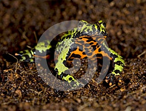 Oriental fire bellied toad defensive pose, china