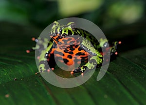 Oriental fire bellied toad male green leaf, china