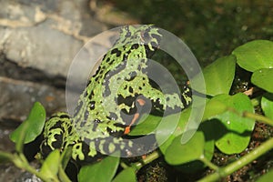 Oriental fire-bellied toad
