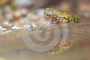 Oriental fire-bellied toad