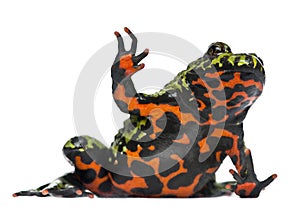 Oriental Fire-bellied Toad waving