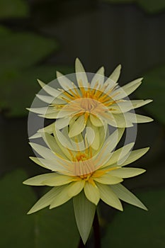 Oriental flora for enlightening