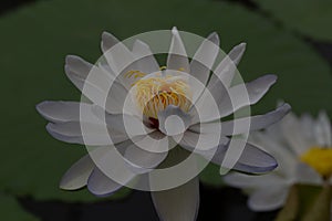 Oriental flora for enlightening