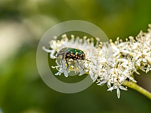 Oriental flower beetle on white flowers 2