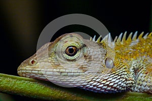 The Oriental garden fence lizard , Calotes versicolor