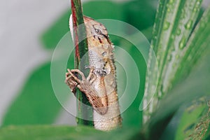 Oriental garden fence lizard or Calotes versicolor sitting on a branch in the tropical jungle. Asian lizard on a blurred.