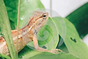 Oriental garden fence lizard or Calotes versicolor sitting on a branch in the tropical jungle. Asian lizard on a blurred.