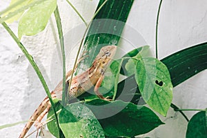 Oriental garden fence lizard or Calotes versicolor sitting on a branch in the tropical jungle. Asian lizard on a blurred.