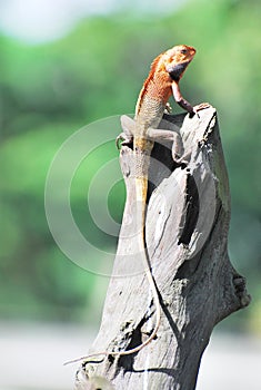 Oriental Garden Lizard