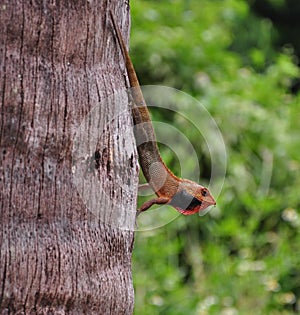 Oriental Garden Lizard