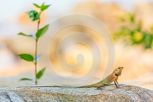 Oriental Garden Lizard