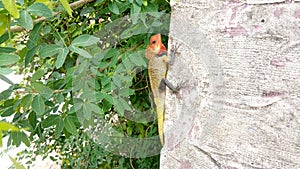 Oriental garden lizard