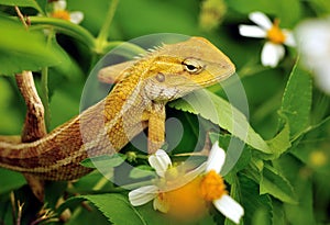 Oriental Garden Lizard