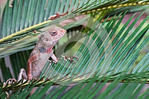 Oriental Garden Lizard