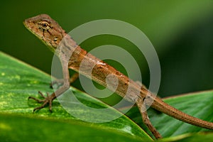 Oriental garden lizard-2