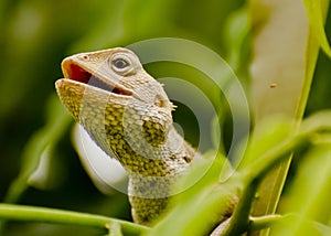 An oriental garden lizard agama